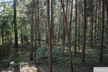 Działka leśna Stary Żabieniec. Zdjęcie 4