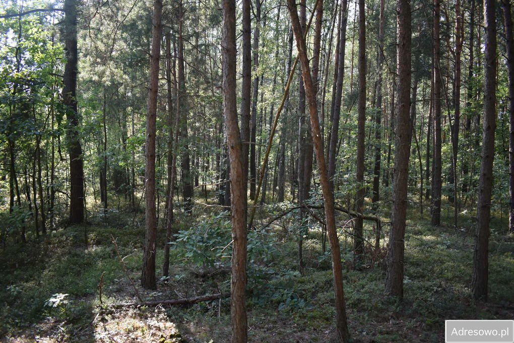 Działka leśna Stary Żabieniec. Zdjęcie 5