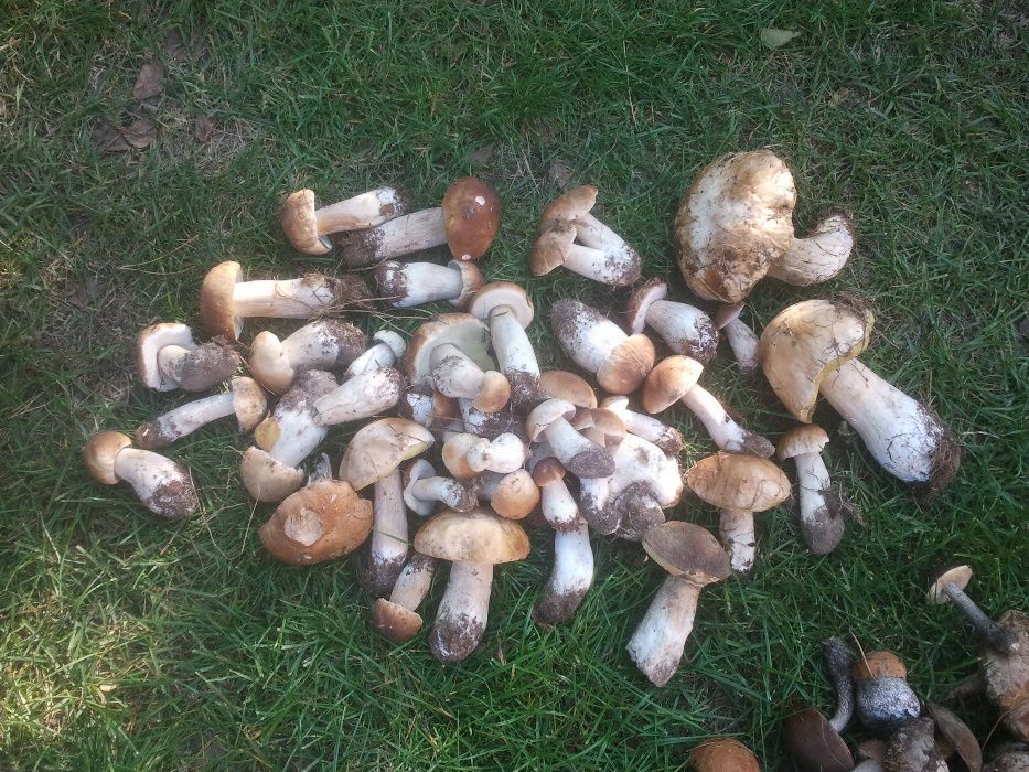 Działka rekreacyjna Łask. Zdjęcie 2