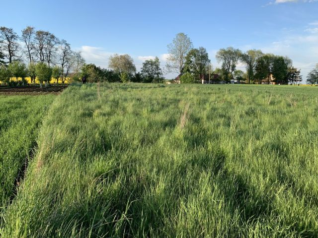 Działka rolno-budowlana Zajączkowice. Zdjęcie 1