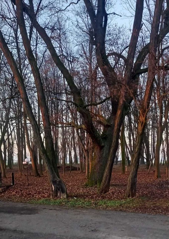 Nieruchomość komercyjna Czarny Sad. Zdjęcie 5