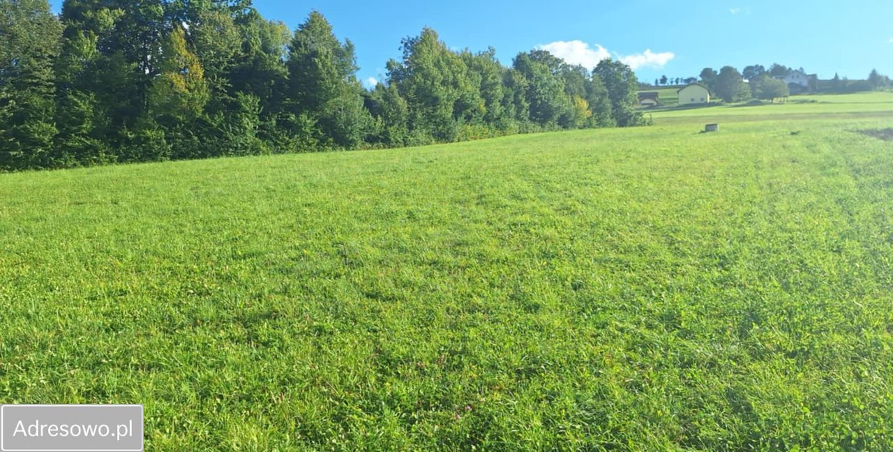 Działka budowlana Korzenna. Zdjęcie 8