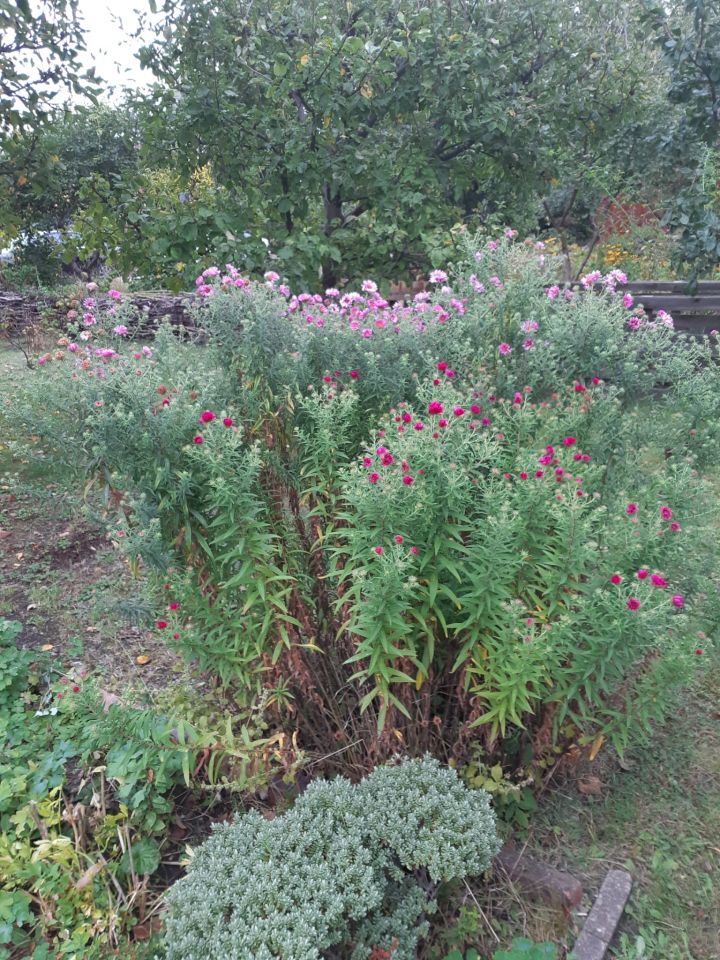 Działka rod Zielona Góra Centrum, ul. Andrzeja Struga. Zdjęcie 10