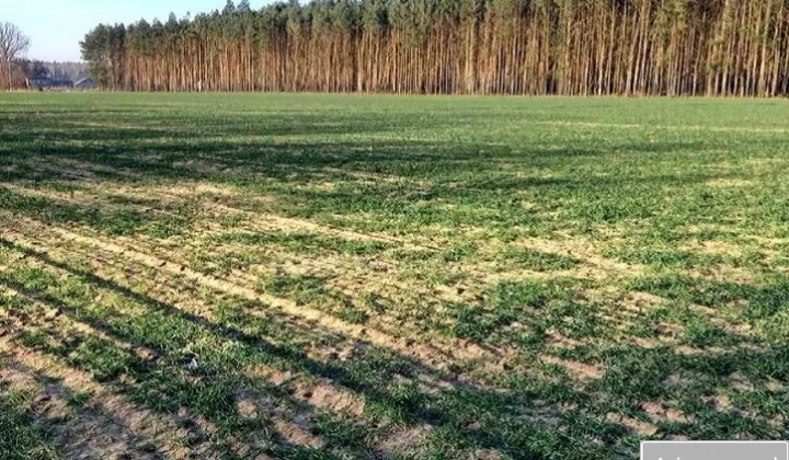 Działka rolna Nowy Kozłów Pierwszy