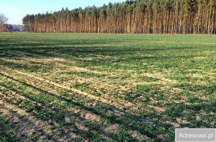 Działka rolna Nowy Kozłów Pierwszy