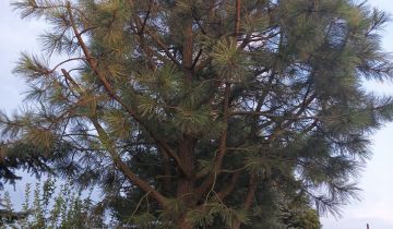 Działka rod Wieluń, ul. Polskiej Organizacji Wojskowej