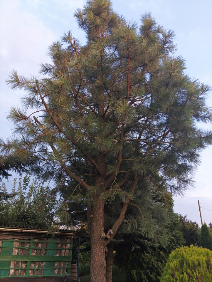 Działka rod Wieluń, ul. Polskiej Organizacji Wojskowej. Zdjęcie 2