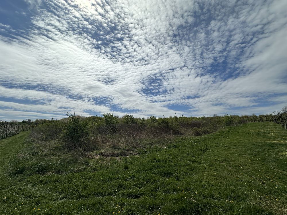 Działka rolno-budowlana Kobierniki. Zdjęcie 4