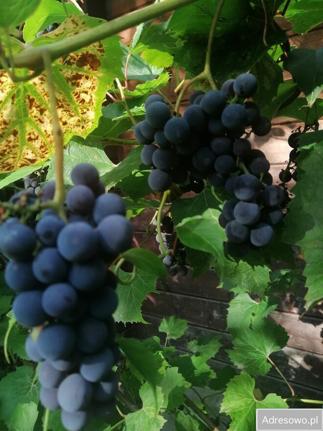 Działka rod Warszawa Mokotów, ul. Racławicka. Zdjęcie 10