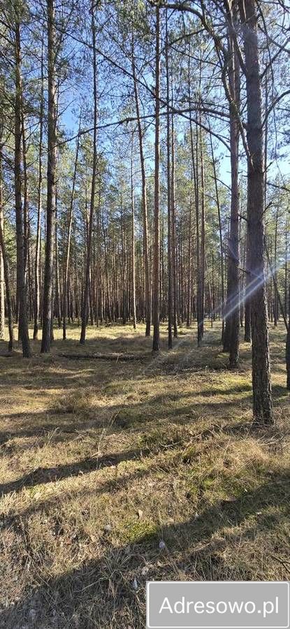 Działka leśna Huta. Zdjęcie 3