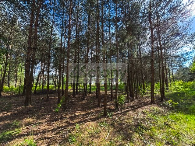 Działka budowlana Zalesie. Zdjęcie 2