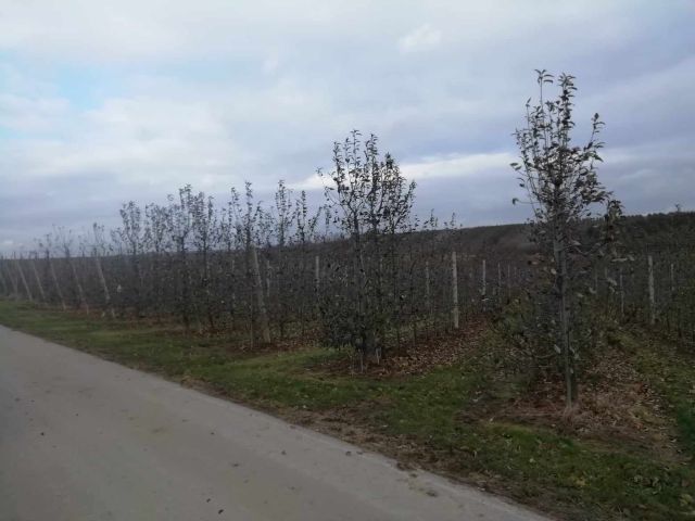 Działka rolna Wielogóra. Zdjęcie 1