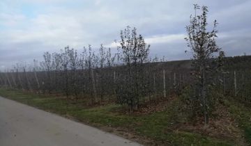 Działka rolna Wielogóra