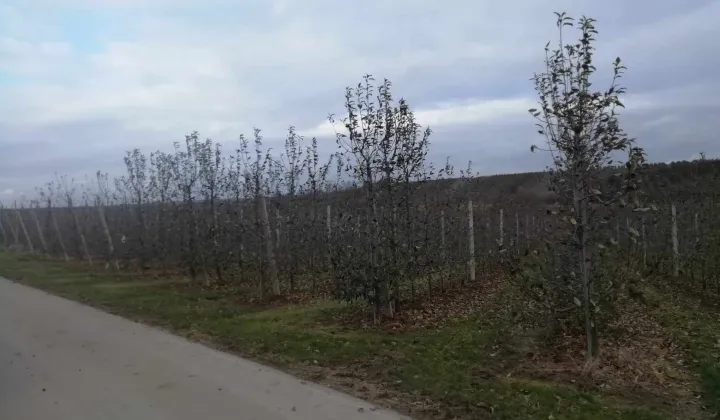 Działka rolna Wielogóra