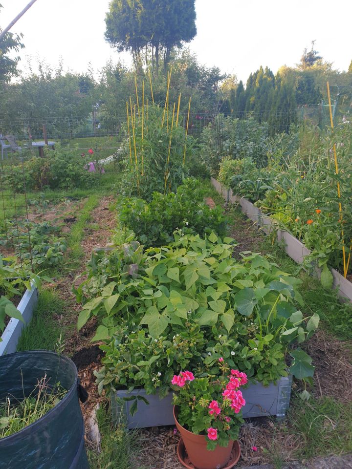 Działka rod Szczecin Śródmieście, ul. Marynarska. Zdjęcie 4