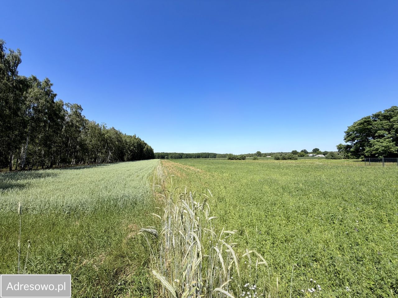 Działka budowlana Magdalenów. Zdjęcie 15