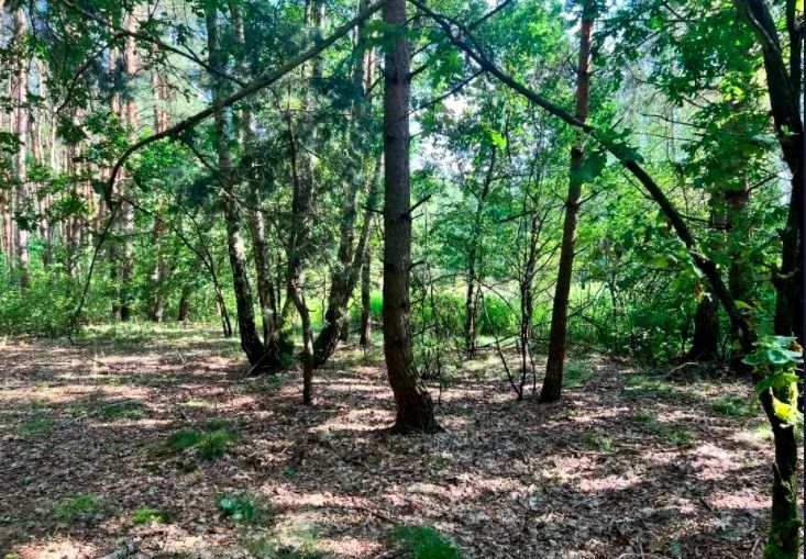 Działka budowlana Borzymów. Zdjęcie 5