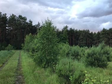 Działka rolno-budowlana Bieliny. Zdjęcie 1