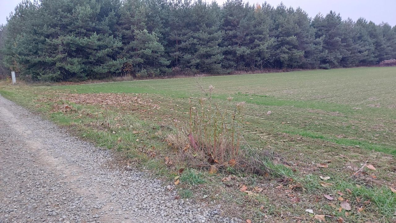 Działka budowlana Żabia Wola. Zdjęcie 4