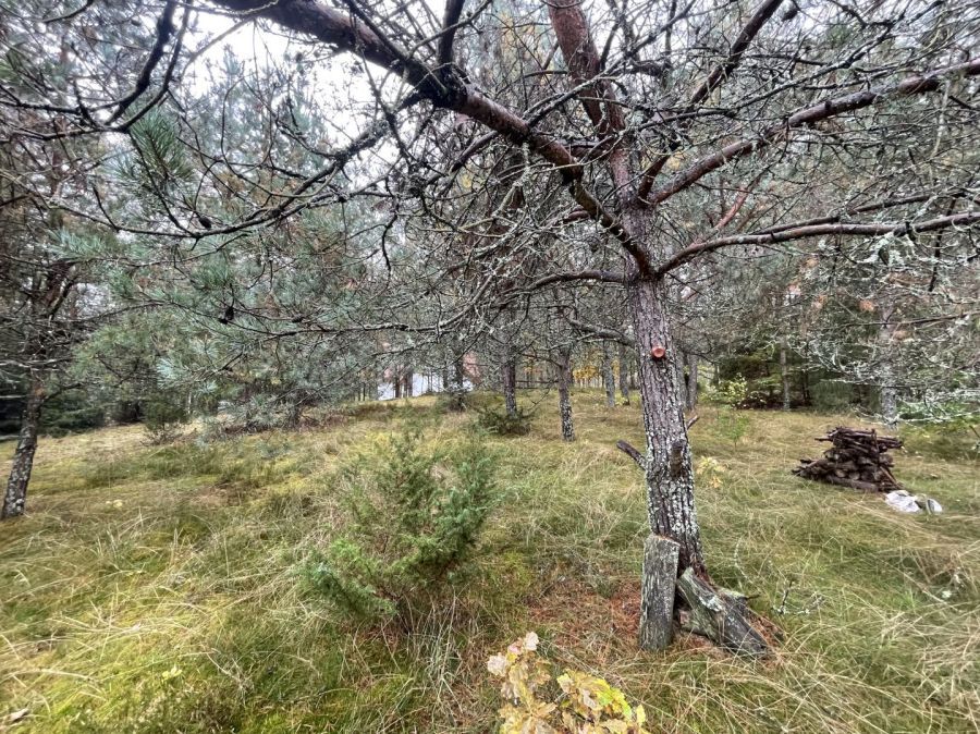 Działka rekreacyjna Kłączno. Zdjęcie 4