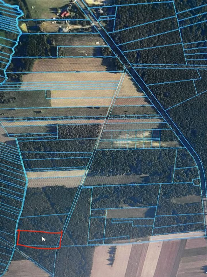 Działka leśna Gostchorz. Zdjęcie 5