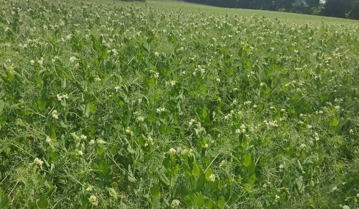 Działka rolna Małki