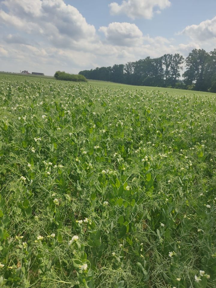 Działka rolna Małki. Zdjęcie 1