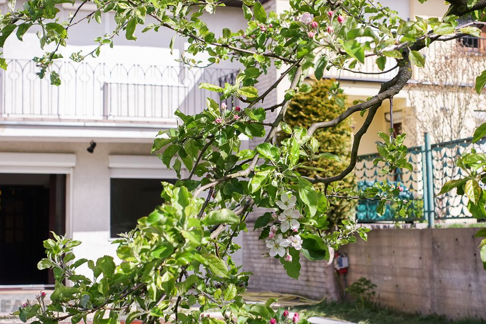 bliźniak, 6 pokoi Szczecin Podjuchy. Zdjęcie 30