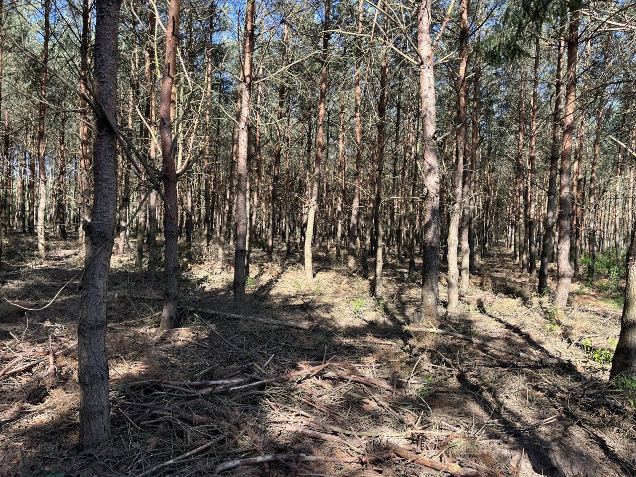 Działka leśna Kowale Kiczmachów, ul. Ożarowska. Zdjęcie 15