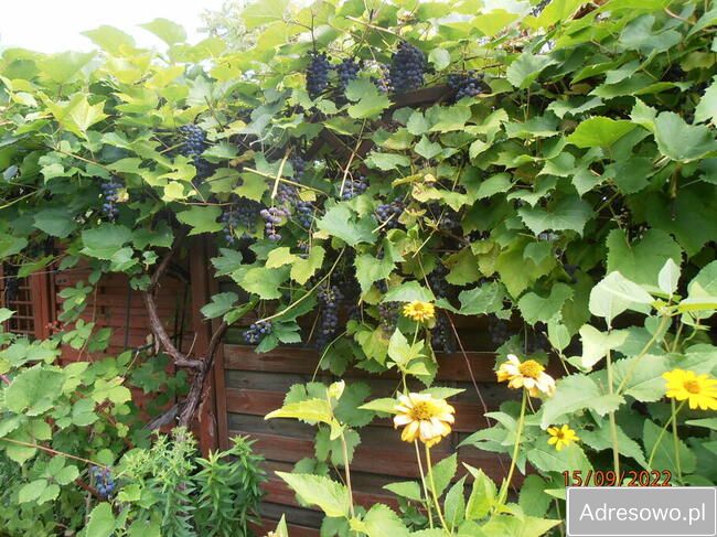 Działka rod Łódź Retkinia, ul. Franciszka Plocka. Zdjęcie 6