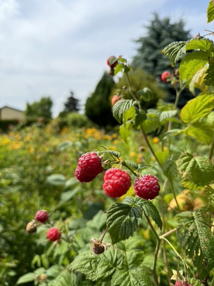 Działka rekreacyjna Łódź Lublinek, ul. Franciszka Plocka