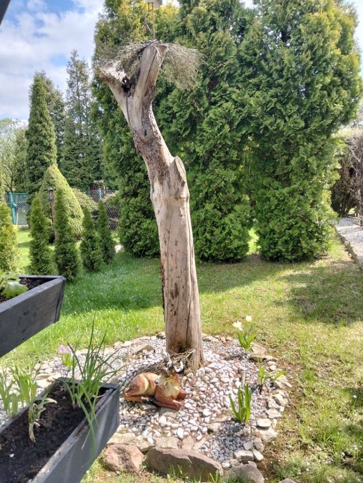 Działka rod Tarnowskie Góry, ul. Cegielniana. Zdjęcie 2