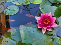 Działka rod Gdynia Babie Doły, ul. Zielona. Zdjęcie 2