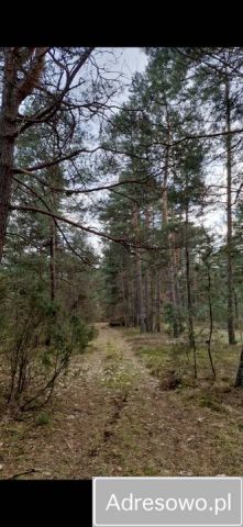Działka leśna Potok Senderki. Zdjęcie 1