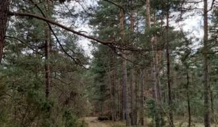 Działka leśna Potok Senderki