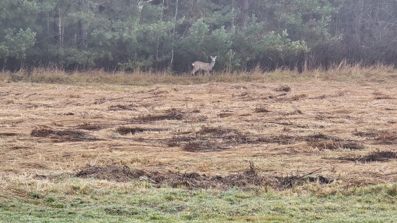 Działka rolno-budowlana Kolonia Piaski. Zdjęcie 6