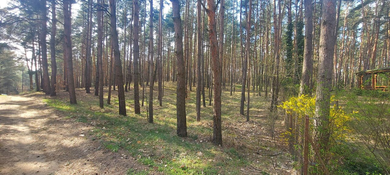 Działka leśna Stawiska Wymysłowo. Zdjęcie 3