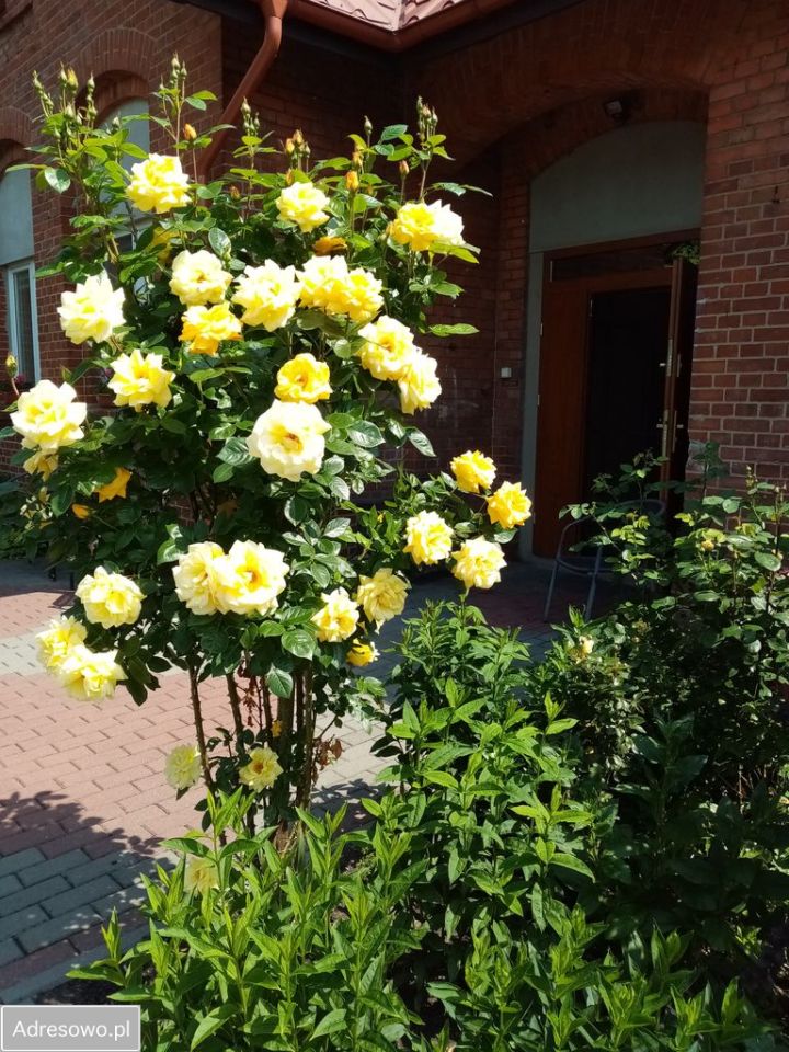 Mieszkanie 4-pokojowe Linowo. Zdjęcie 15