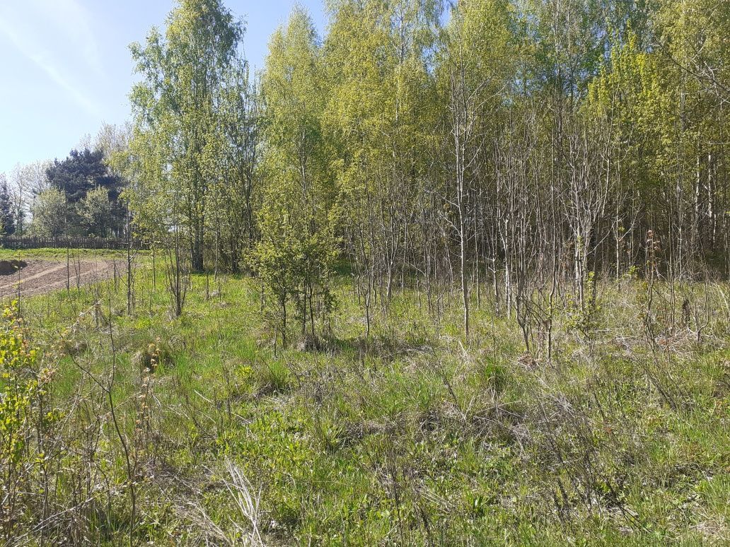 Działka rolna Biesowo. Zdjęcie 1