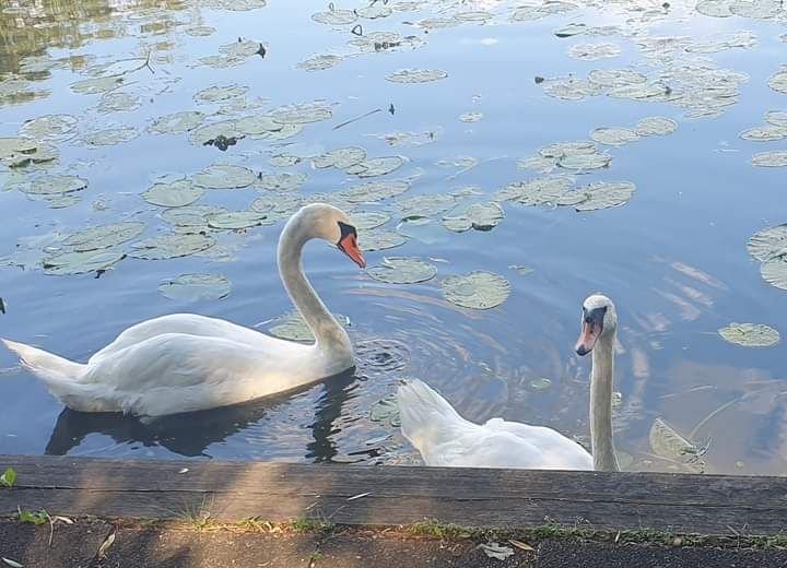 Działka rekreacyjna Berżałowce. Zdjęcie 2