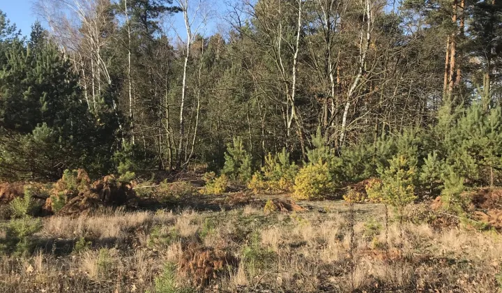 Działka rolno-budowlana Janów