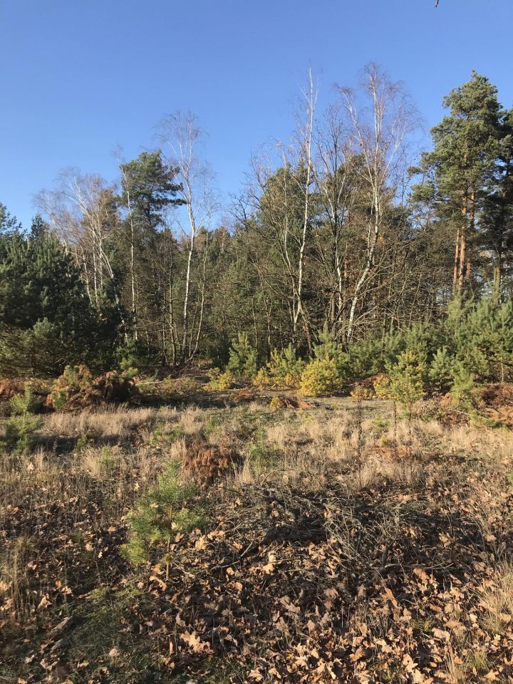 Działka rolno-budowlana Janów. Zdjęcie 1
