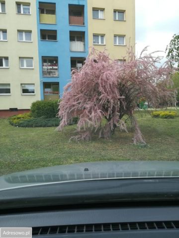 Mieszkanie 3-pokojowe Oława, ul. Bolesława Chrobrego. Zdjęcie 1