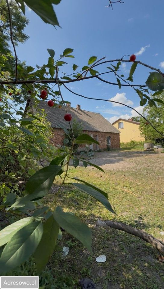 Działka siedliskowa Bałdrzychów. Zdjęcie 8