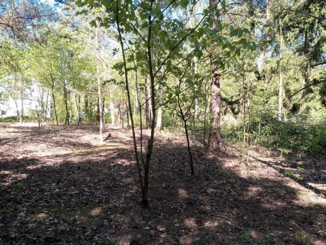 Działka budowlana Tartak Brzózki, ul. Letniskowa. Zdjęcie 6