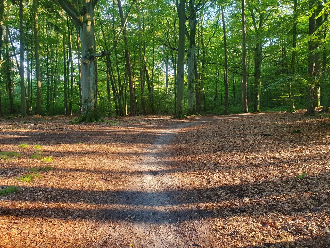 Działka rod Szczecin, ul. Emila Zegadłowicza. Zdjęcie 8
