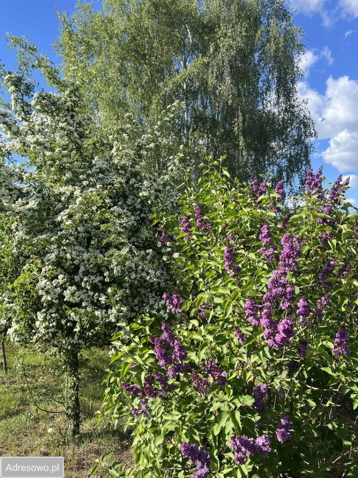 siedlisko, 2 pokoje Śmieszkowo. Zdjęcie 15