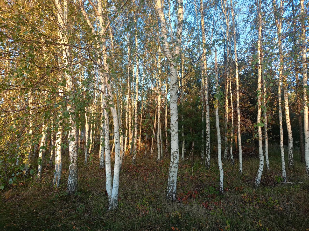 Działka budowlana Gręzówka Nowa Gręzówka, ul. Zachodnia. Zdjęcie 5
