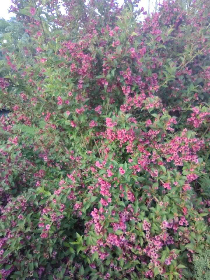 dom wolnostojący, 6 pokoi Mniów Raszówka, ul. Raszówka. Zdjęcie 25