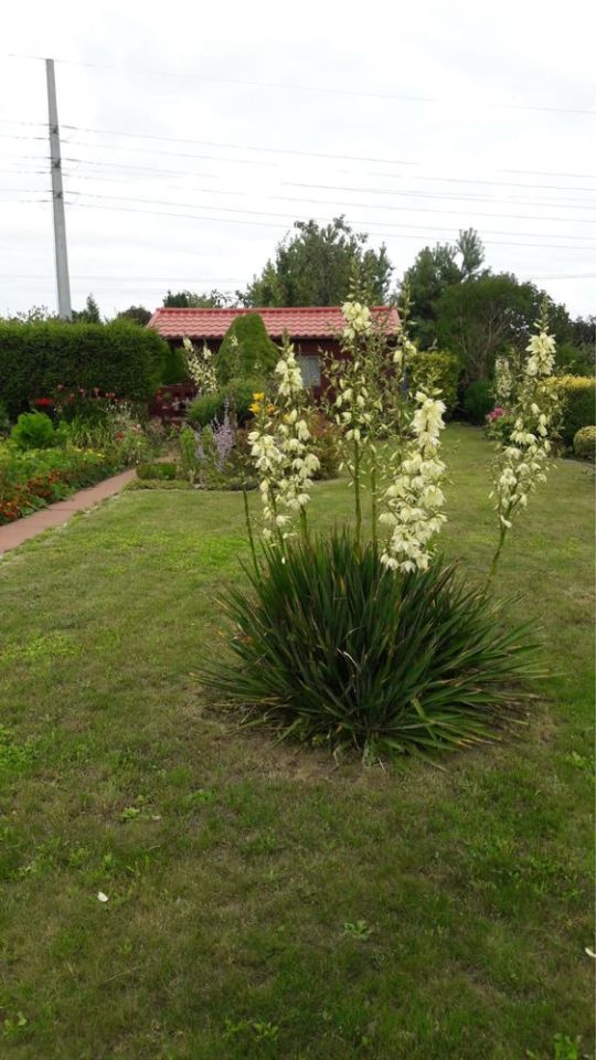 Działka rod Kamień Pomorski. Zdjęcie 8